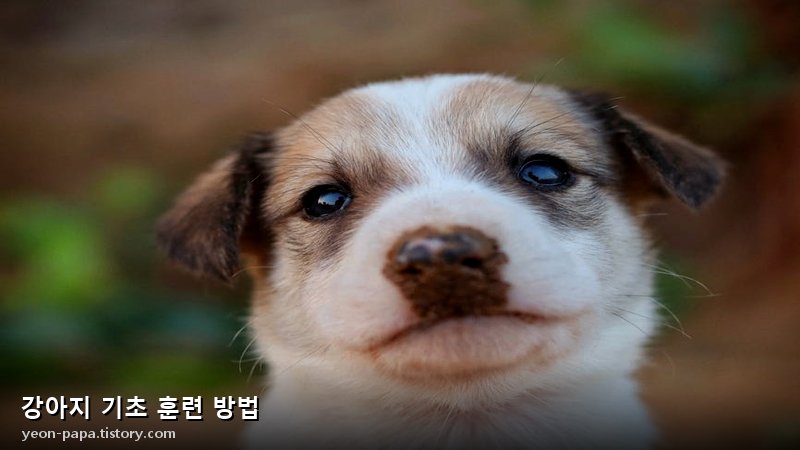 강아지 기초 훈련 방법