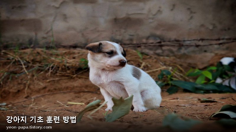 블로그 이미지