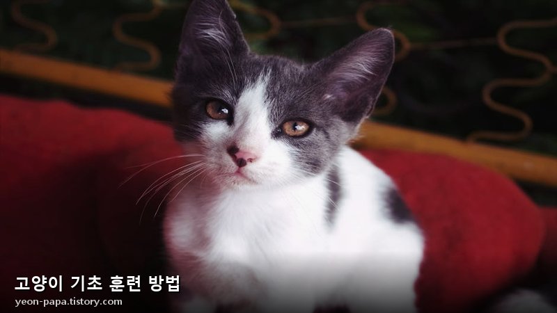 고양이 기초 훈련 방법